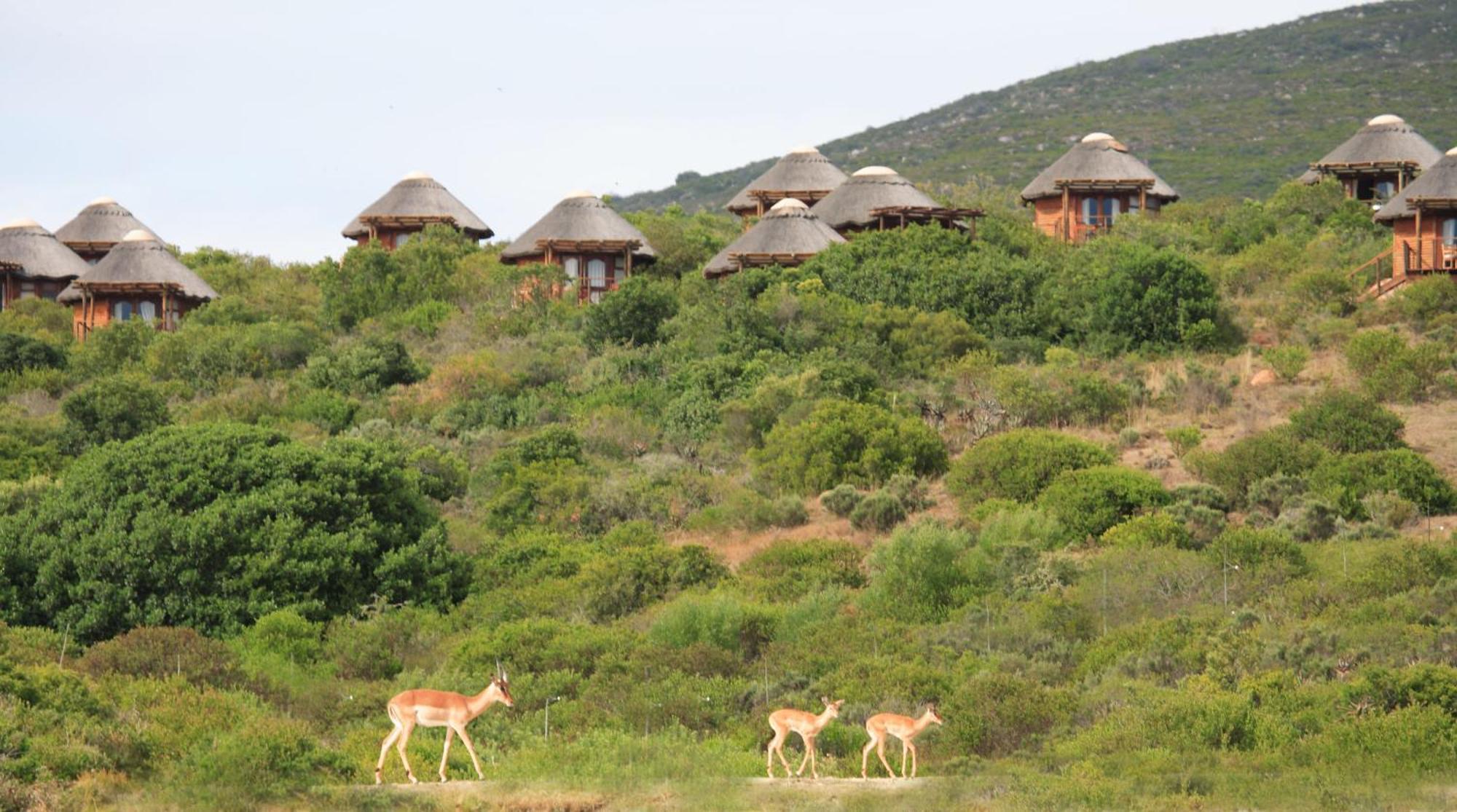 Garden Route Game Lodge Albertinia Extérieur photo