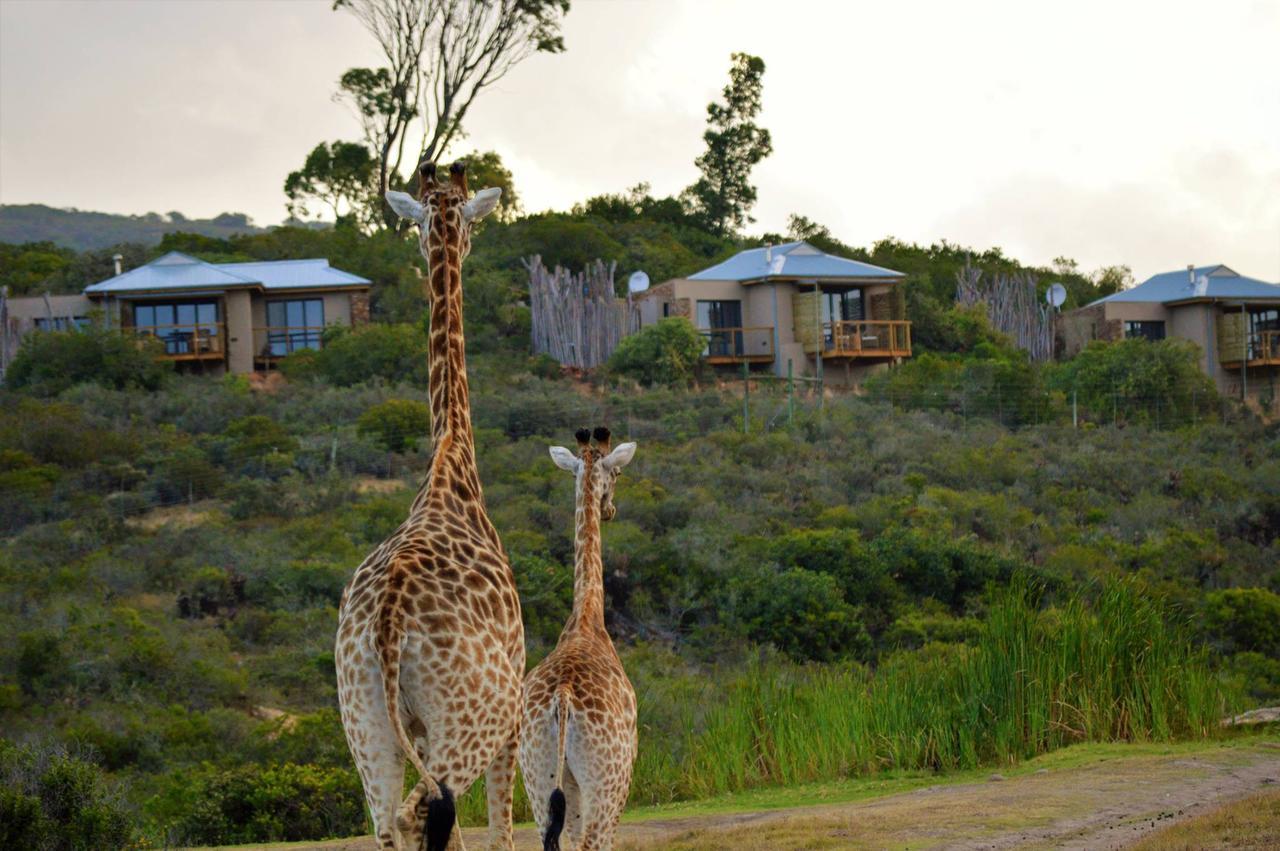 Garden Route Game Lodge Albertinia Extérieur photo